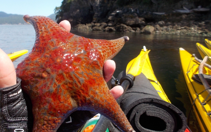 outdoor adventure kayaking for adults 